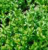 Bloem&groen buxus